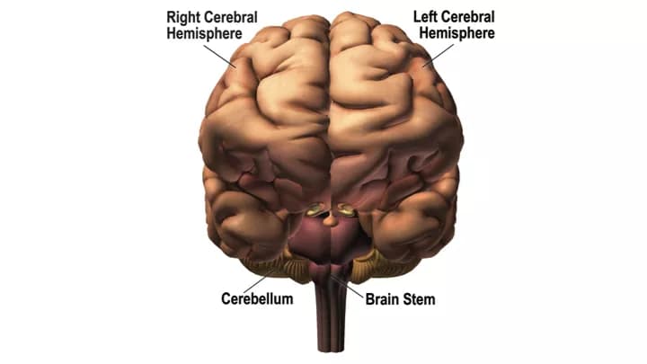 The Cerebellum: Big Roles in Autism, Schizophrenia, Thought and Emotion for The “Little Brain?”