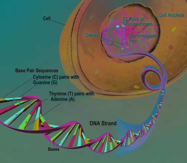 New CRISPR-based Diagnostic Platform Unveiled