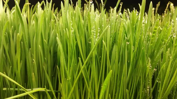 Wheatgrass: Do The Actual Health Benefits Match Naturopaths' Claims?