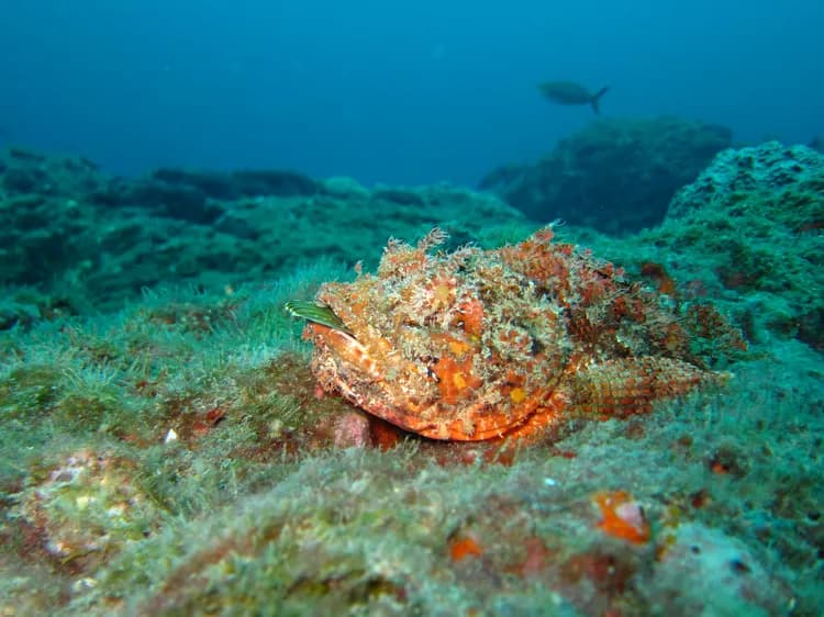 Scorpionfish Sting