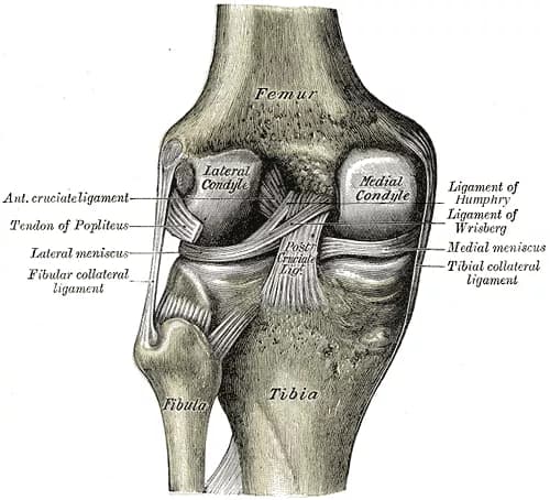 Facts about Posterior Cruciate Ligament Injury