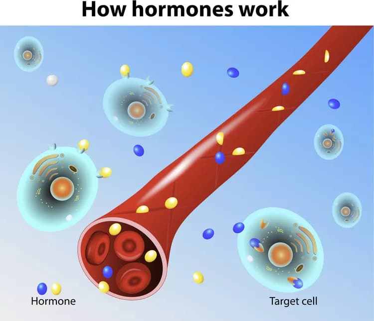 Early Exposure To Excess Hormone Causes Genital Defects In Females