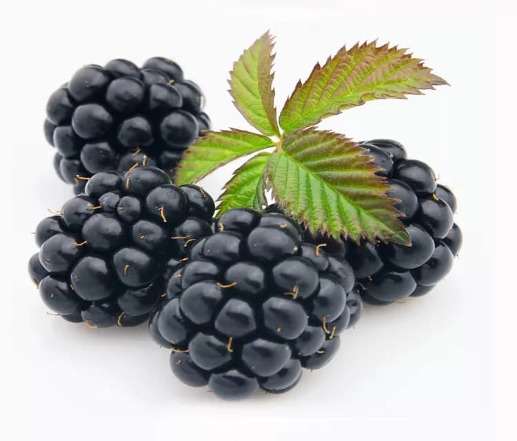 7 Great Powers of Blackberries for Natural Health
