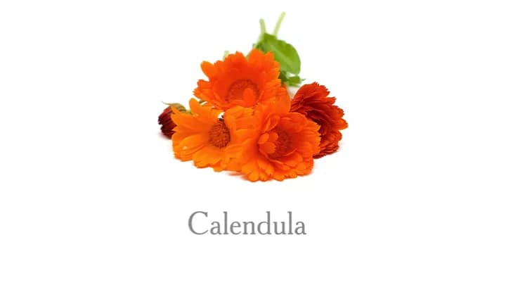7 Health Benefits Of Calendula
