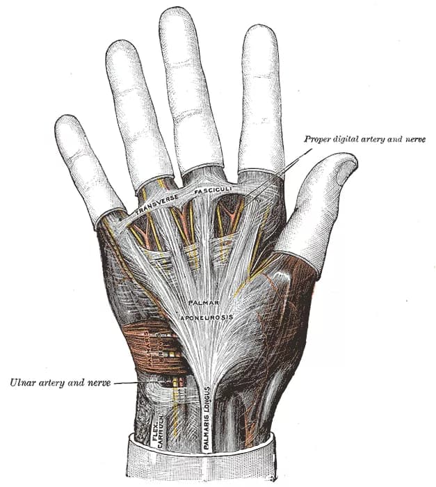 Facts about Palmar Fasciitis