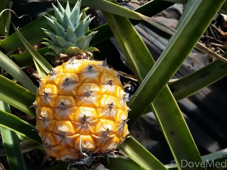 7 Awesome Facts About Pineapples