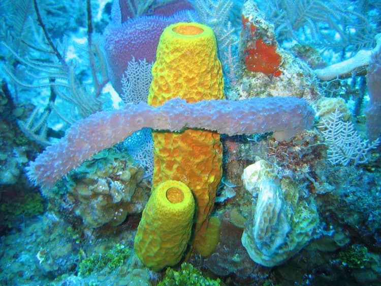 Sea Sponge Irritation