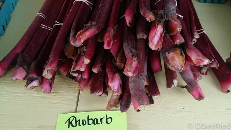 7 Health Benefits Of Rhubarb