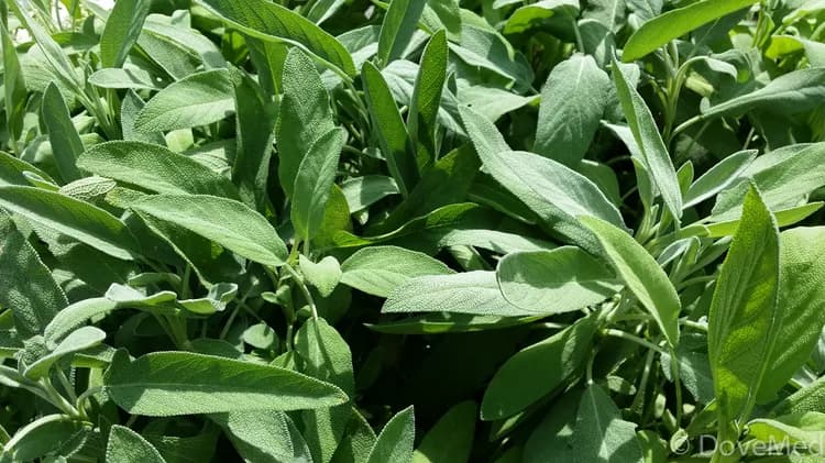 7 Reasons Why Sage Is Important To Your Diet