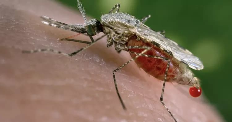 Alarm As 'Super Malaria' Spreads In South East Asia
