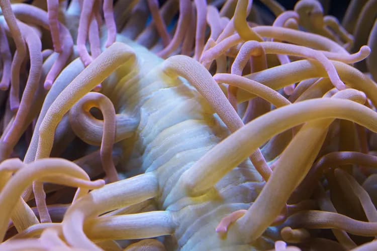 Sea Anemone Sting