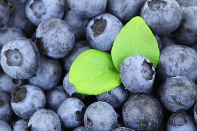 Blueberries May Offer Benefits For Post-Traumatic Stress Disorder