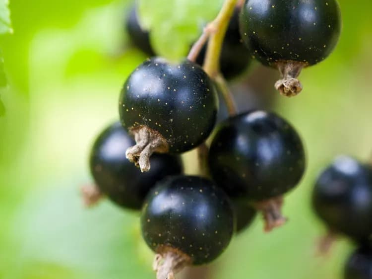 7 Health Benefits Of Blackcurrant