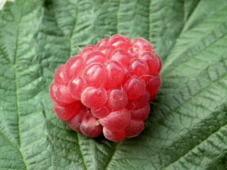 7 Health Benefits Of Raspberries
