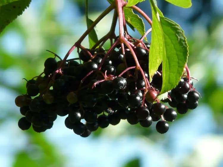 What Are The Health Benefits Of Elderberry?