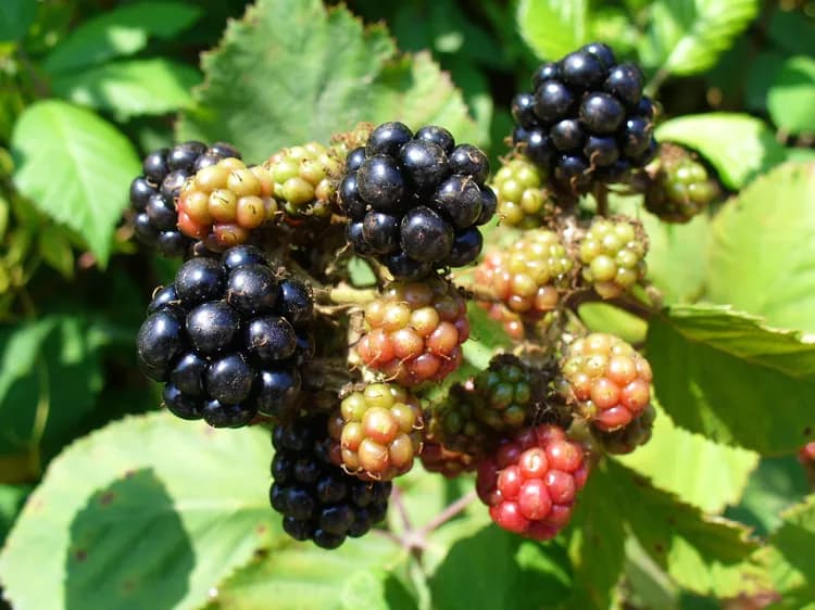 7 Health Benefits Of Blackberries