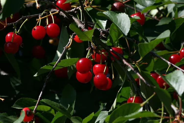 7 Reasons Why Cherries Are Potent For Your Health