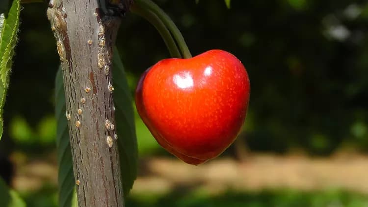 7 Health Benefits Of Cherries