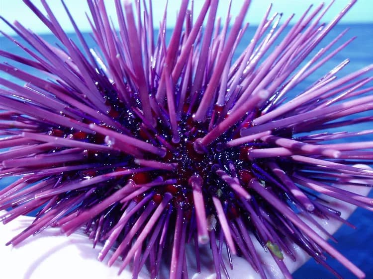 First Aid for Sea Urchin Sting