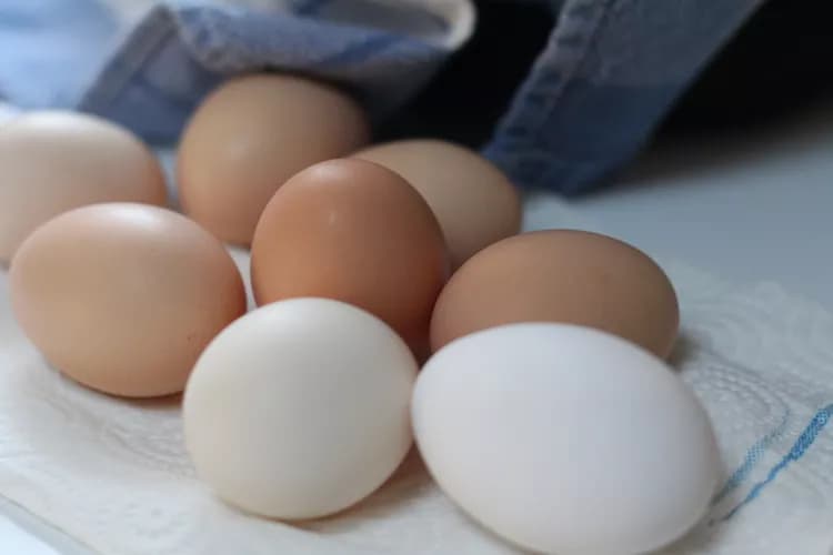 Are Eggs Good For Your Health?
