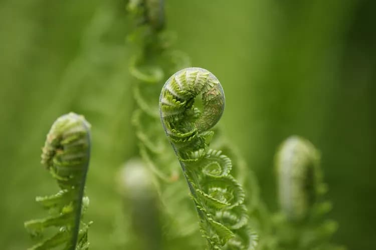 7 Reasons Why Fiddleheads Are A Must Have