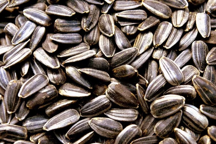 What Are The Health Benefits Of Sunflower Seeds?