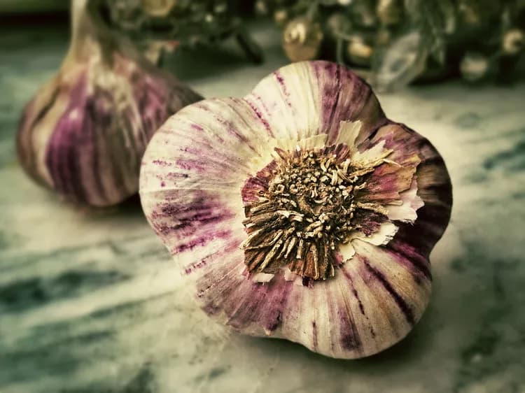 Could Garlic Cure Antimicrobial-Resistant Urinary Tract Infections?