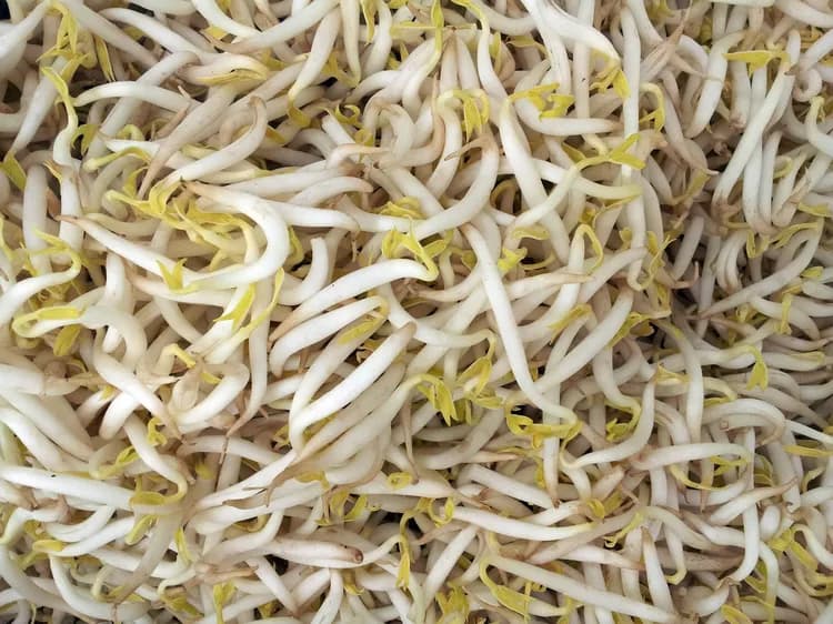 7 Ways Bean Sprouts Improve Your Health