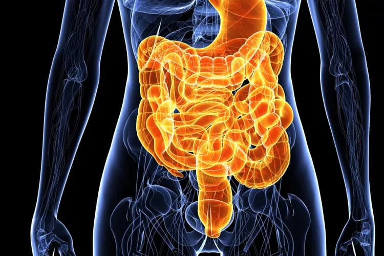 Gut Bacteria Affect Our Metabolism