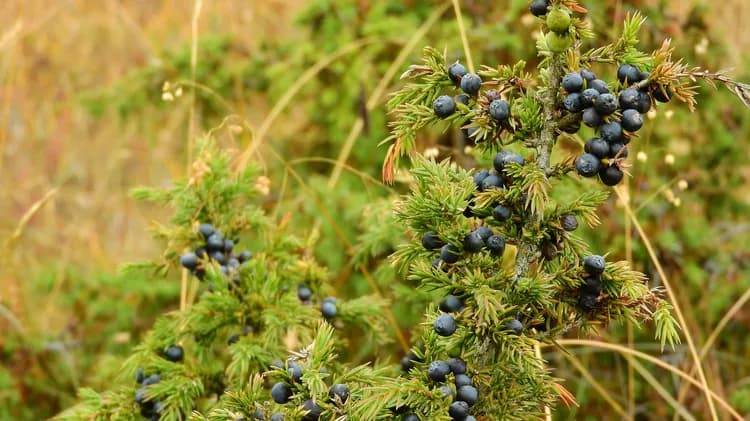 What Are The Health Benefits Of Juniper Berries?
