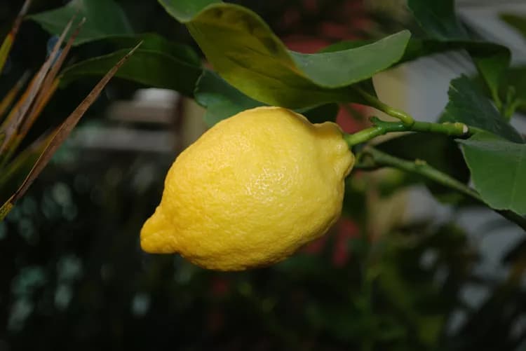 7 Health Benefits Of Lemons