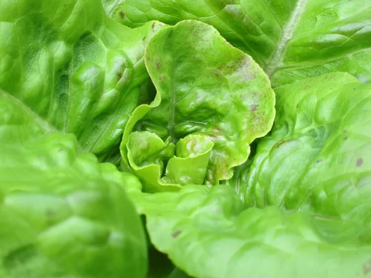 7 Surprising Health Facts About Lettuce