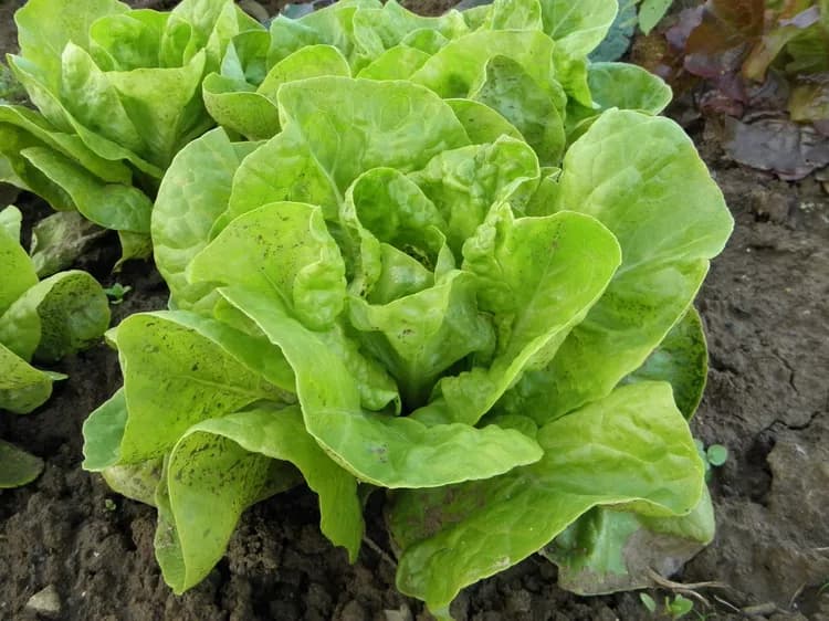7 Health Benefits Of Lettuce