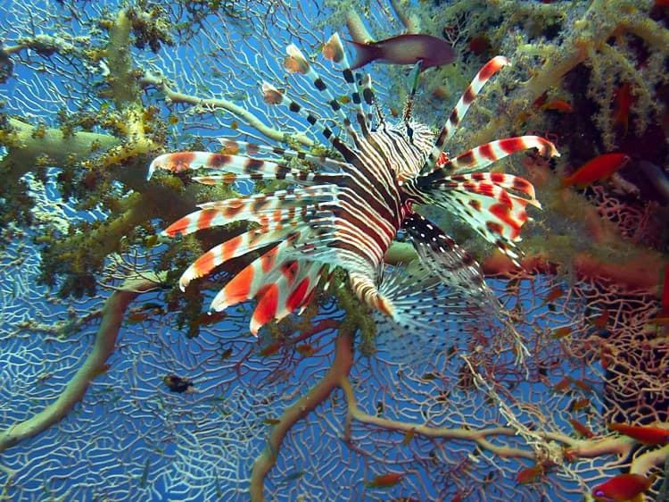 First Aid for Lionfish Sting
