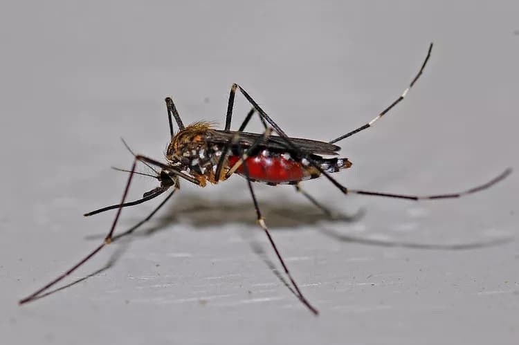 A New Weapon Against Malaria