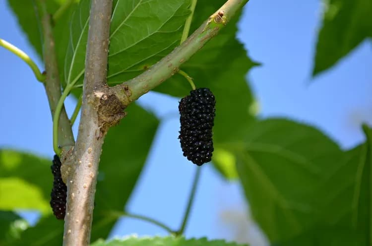 7 Astonishing Facts On Mulberries