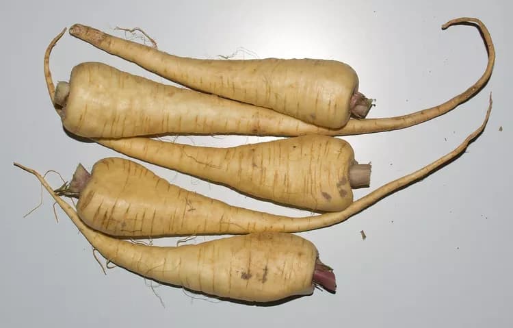 7 Reasons Why You Should Cook With Parsnip