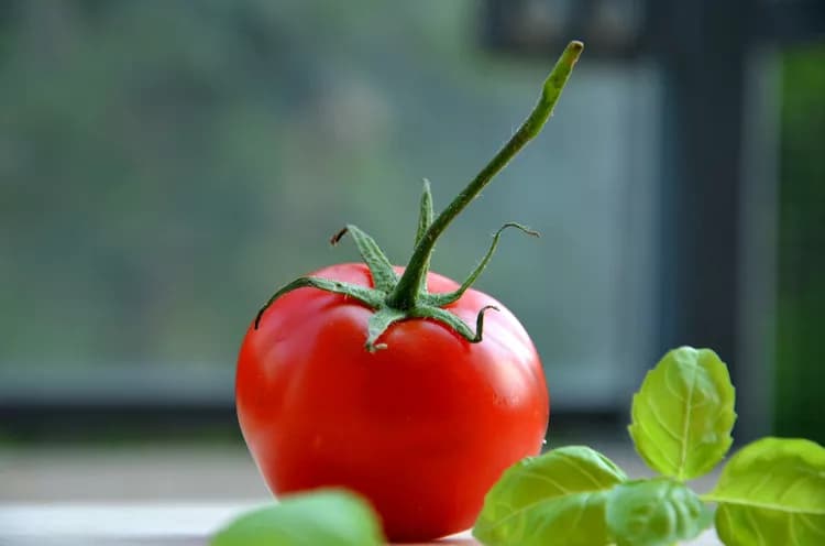 7 Reasons Why The Tomato Is A Healthy Delight