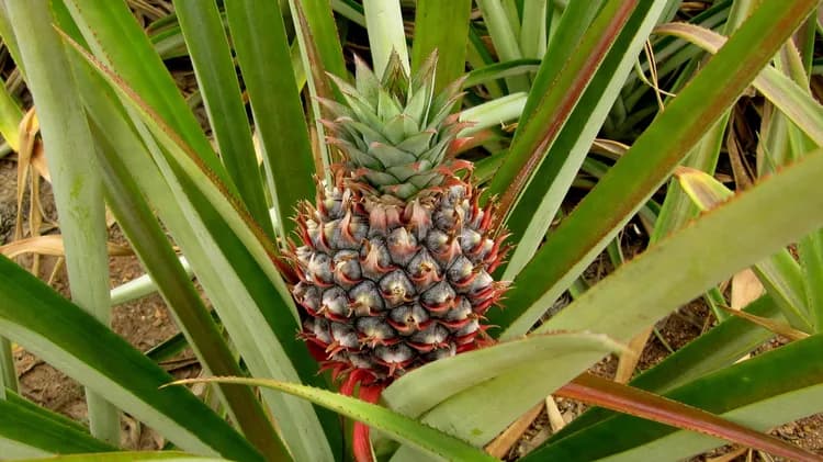 7 Health Benefits Of Pineapples