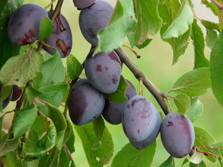 7 Health Benefits Of Plums