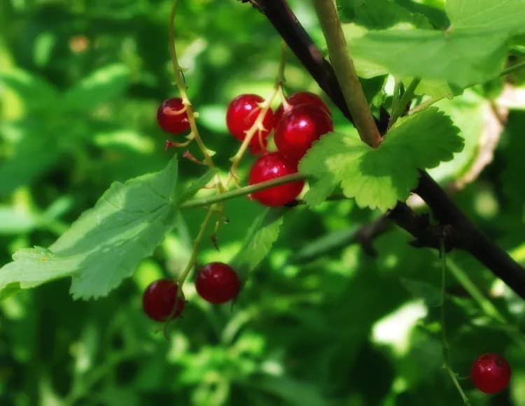 7 Roles Redcurrant Could Have On Your Health And Wellness