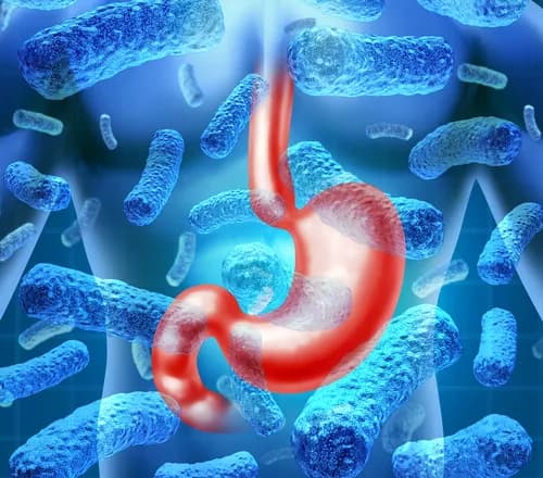 Research In Worms Provides A Model To Study How The Human Microbiome Influences Disease