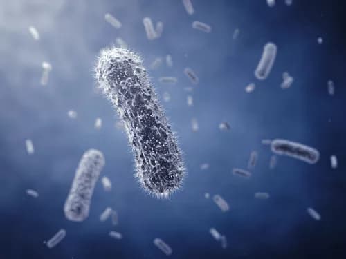 Some Gut Bacteria May Help Cancer Grow