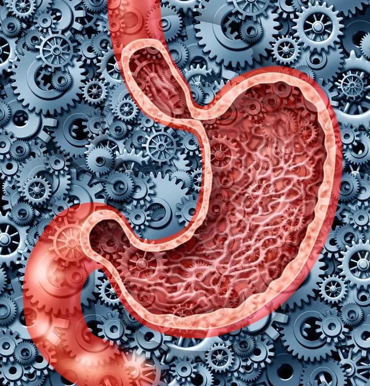 Effects Of Gut Flora Revisited