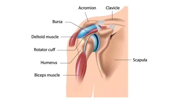 Facts about Long Head Tendonitis of the Bicep