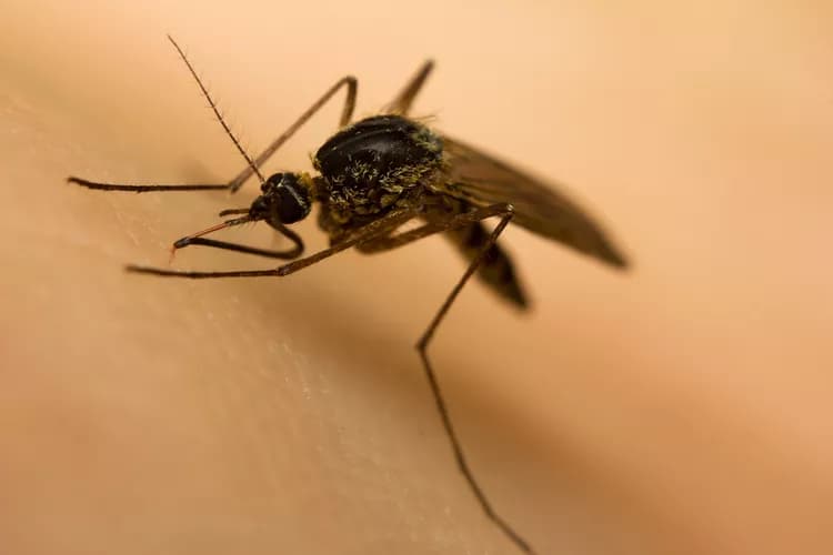 How well do you know Malaria?