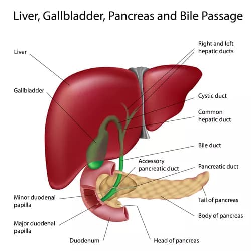 Acetaminophen, Supplements And Other Medications May Trigger Drug-induced Liver Injury