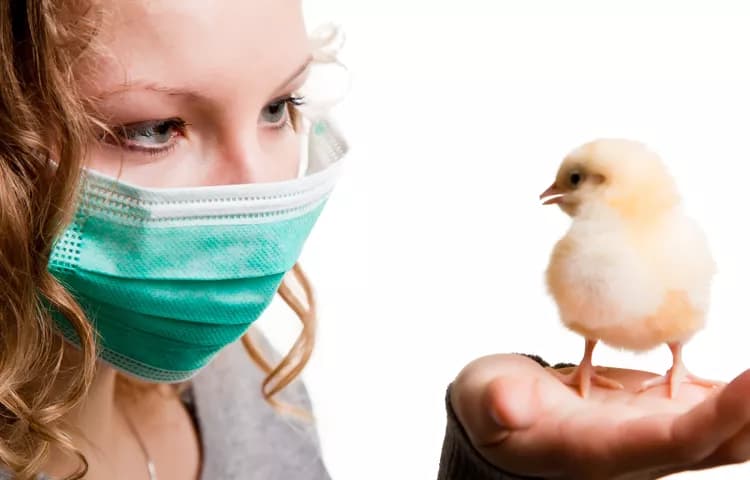 Facts about Avian Influenza - Bird Flu