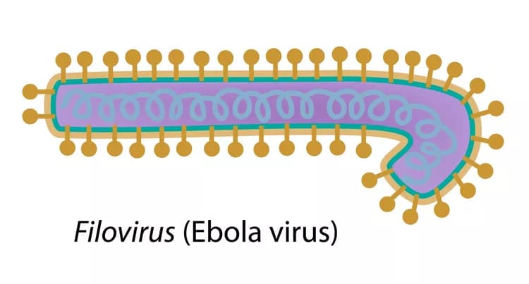 How well do you know Ebola Virus Disease?