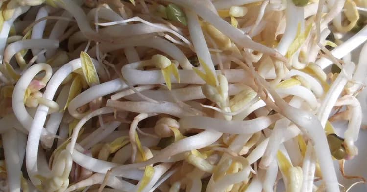 7 Health Benefits Of Bean Sprouts